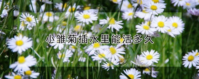 小雏菊插水里能活多久 雏菊插在水里怎么养