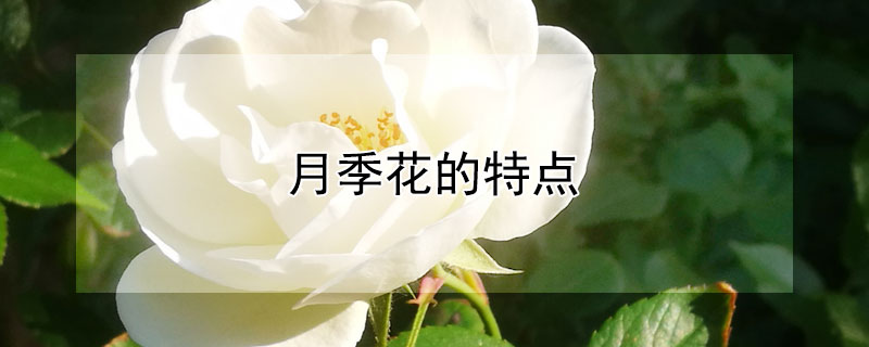 月季花的特点 月季花的特点是什么