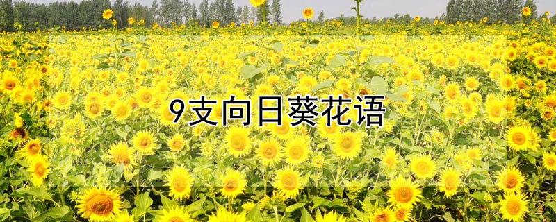 9支向日葵花语（9向日葵花语是什么意思）