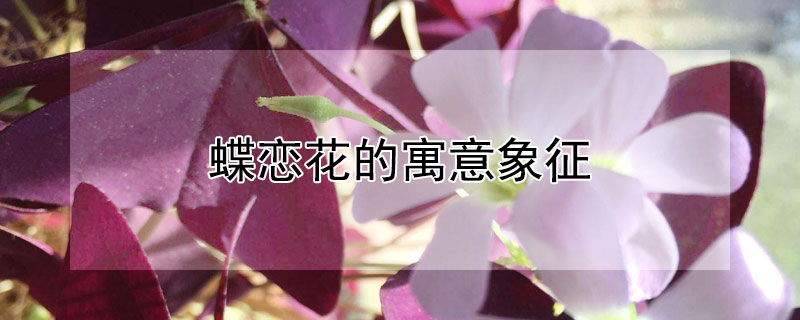蝶恋花的寓意象征（李清照《蝶恋花》）
