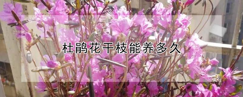 杜鹃花干枝能养多久 杜鹃花干枝能养多久开花