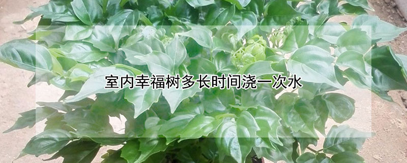 室内幸福树多长时间浇一次水（幸福树养护大忌）