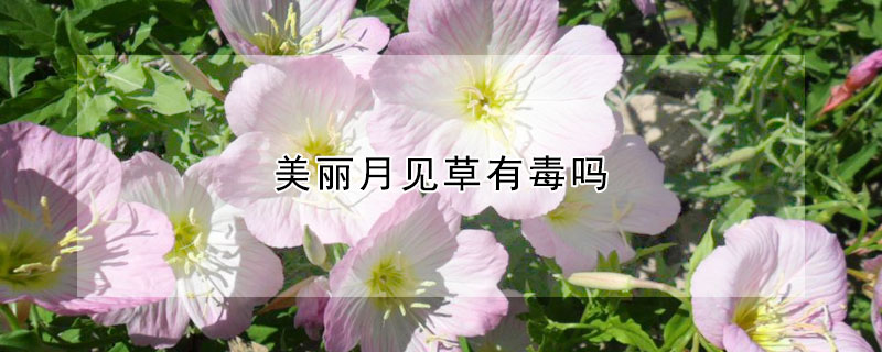 美丽月见草有毒吗 美丽月见草有毒吗?