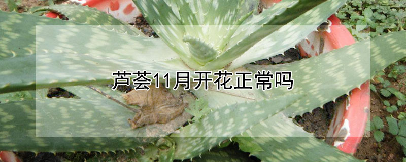 芦荟11月开花正常吗（芦荟11月开花正常吗视频）