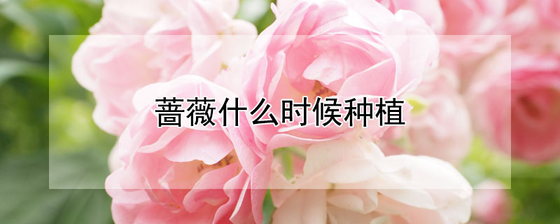 蔷薇什么时候种植（蔷薇什么时候种植合适呢）