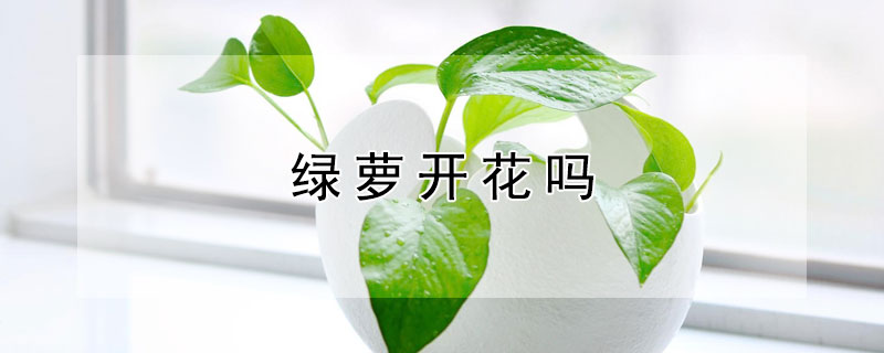 绿萝开花吗（绿萝开花吗在几月份开）