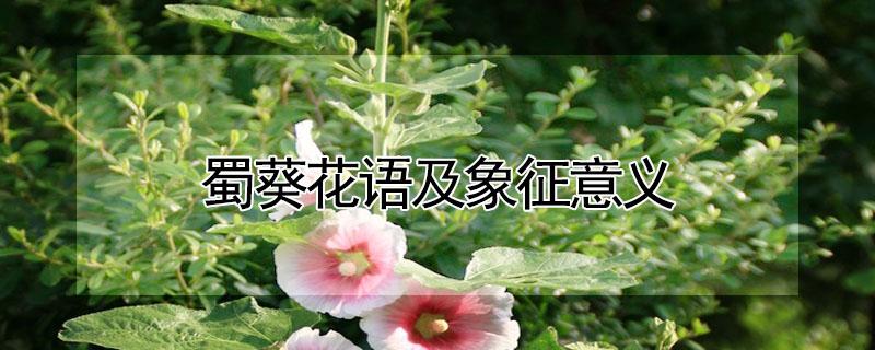 蜀葵花语及象征意义 蜀葵花的寓意是什么?