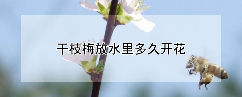 干枝梅放水里多久开花 干枝梅插在水里多久开花