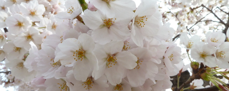 日本樱花的意义（樱花在日本的意义）