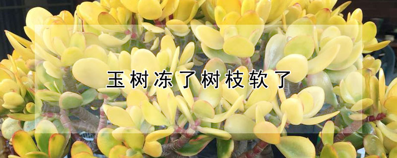 玉树冻了树枝软了（玉树冻软了还能活吗）