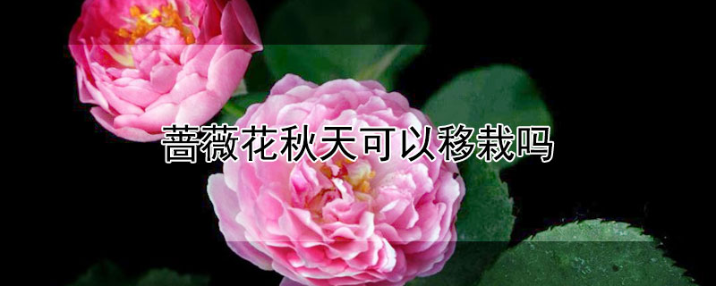 蔷薇花秋天可以移栽吗（蔷薇秋季可以移栽吗）