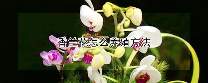 香兰花怎么养殖方法（香兰花怎么养殖方法和注意事项）