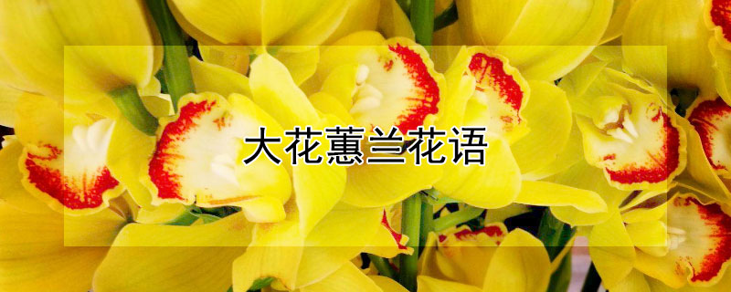 大花蕙兰花语（大花蕙兰花语能养在客厅吗）
