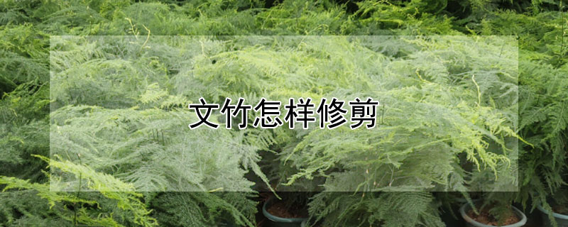 文竹怎样修剪（文竹怎样修剪造型）