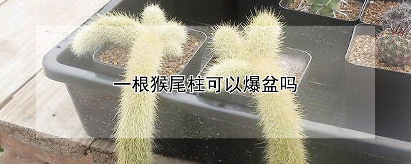 一根猴尾柱可以爆盆吗（猴尾柱夏天怎么养）