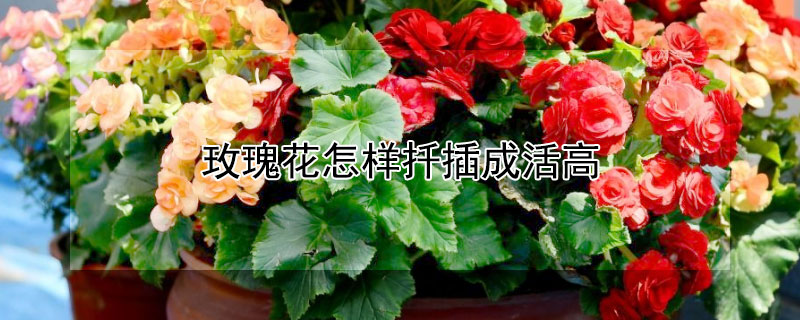 玫瑰花怎样扦插成活高 玫瑰花怎样扦插成活高产的