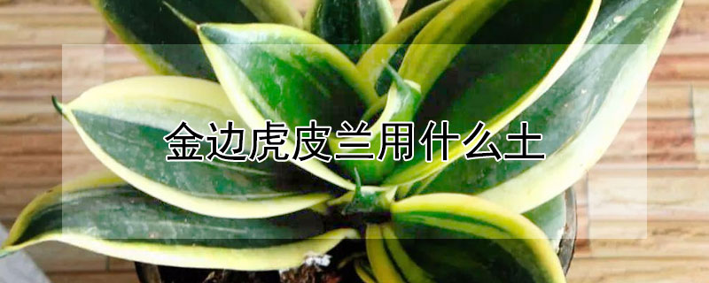 金边虎皮兰用什么土 金边虎皮兰用什么土好