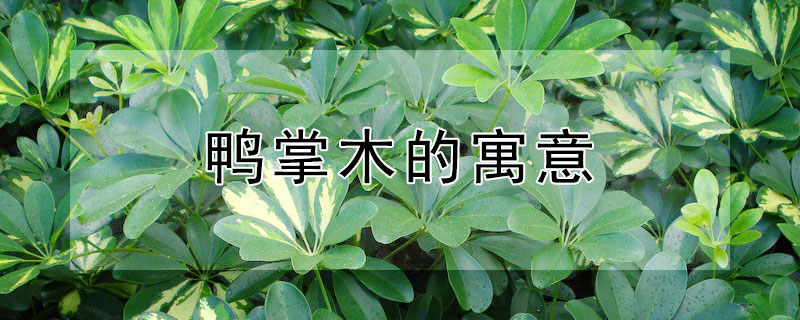 鸭掌木的寓意 鸭掌木的寓意和象征风水