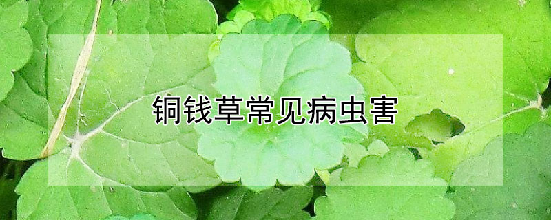 铜钱草常见病虫害 铜钱草常见病虫害及防治