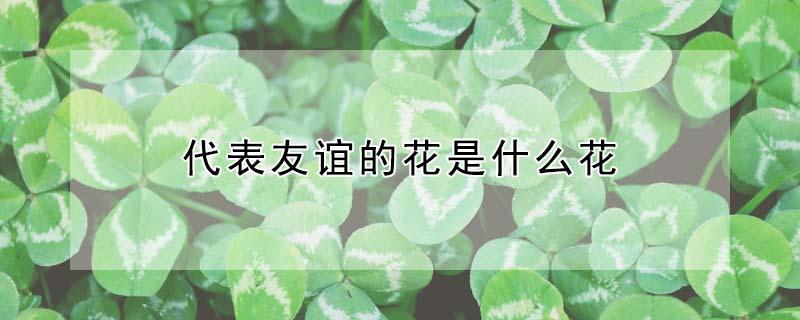 代表友谊的花是什么花（代表友谊的花是什么花?）