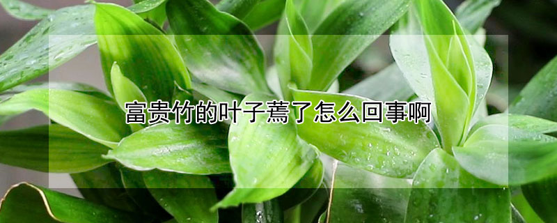 富贵竹的叶子蔫了怎么回事啊 富贵竹的叶子有点蔫