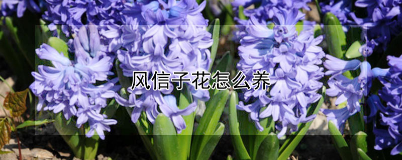 风信子花怎么养 风信子花怎么养视频