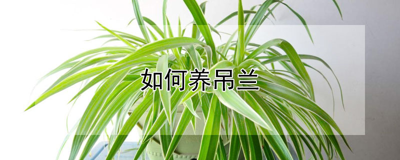 如何养吊兰（如何养吊兰不会变黄）