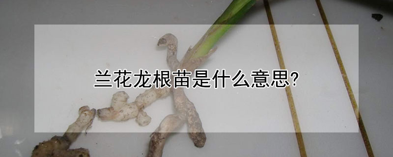 兰花龙根苗是什么意思?（什么是兰花的龙根苗）