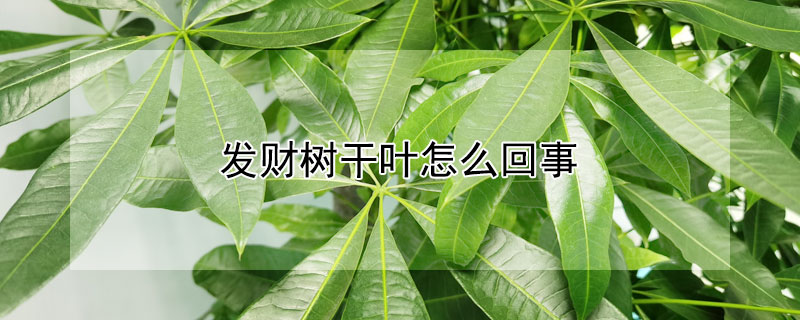 发财树干叶怎么回事 发财树干叶子怎么回事