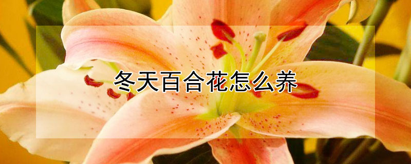 冬天百合花怎么养（冬天的百合花怎么种）