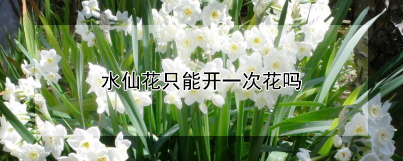 水仙花只能开一次花吗 水仙花开一次花就会死吗