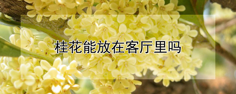桂花能放在客厅里吗（桂花能放在客厅里吗风水好吗）
