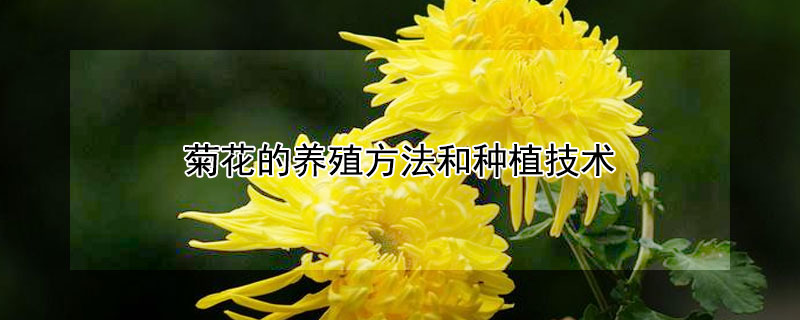菊花的养殖方法和种植技术（菊花的养殖方法和注意事项）