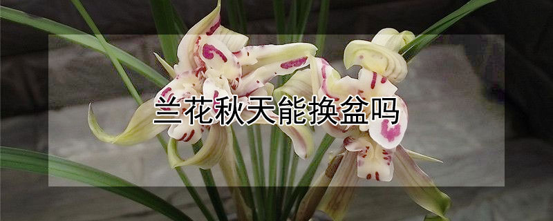 兰花秋天能换盆吗（兰花秋天能换盆吗?换盆后浇水吗?）