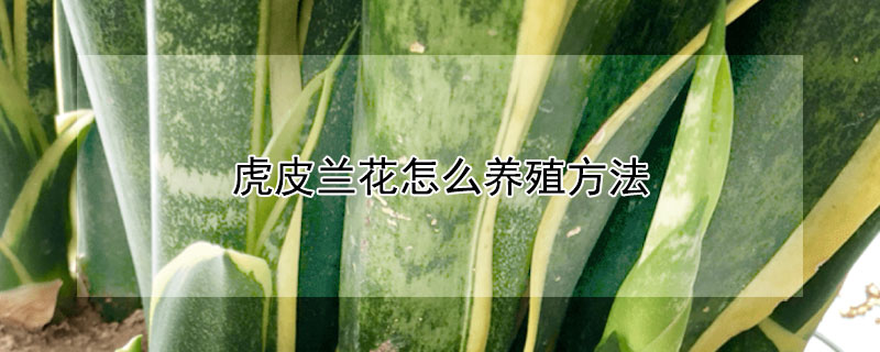 虎皮兰花怎么养殖方法 虎皮兰花怎么养殖方法图片