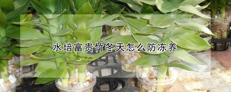 水培富贵竹冬天怎么防冻养 水培富贵竹冬季如何防冻