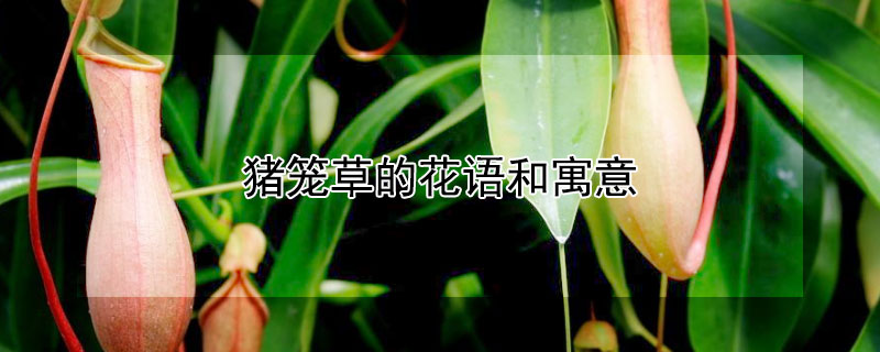 猪笼草的花语和寓意（猪笼草的花语是什么）