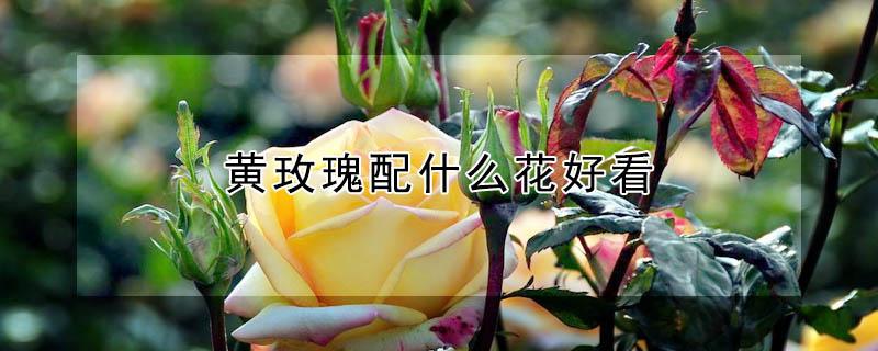 黄玫瑰配什么花好看 黄玫瑰配什么花好看图片