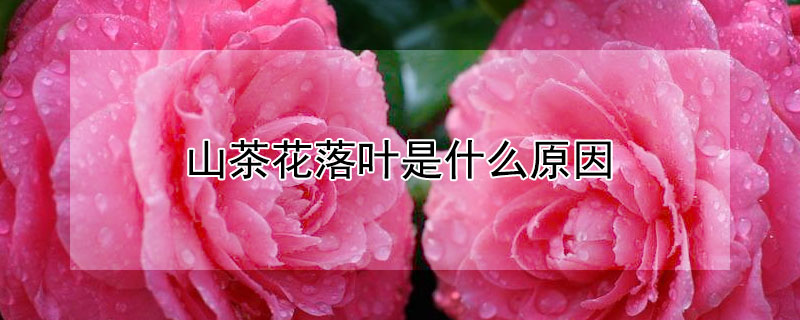 山茶花落叶是什么原因（山茶花落叶是什么原因是什么）