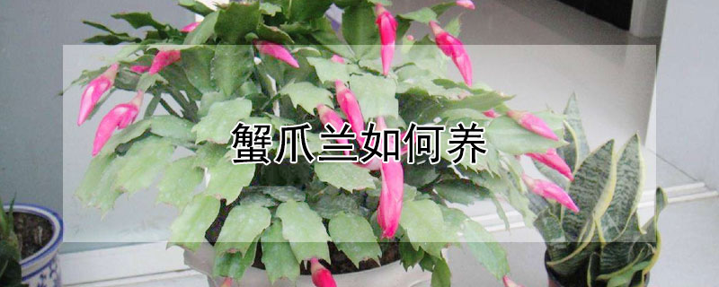 蟹爪兰如何养（买回家的蟹爪兰如何养）