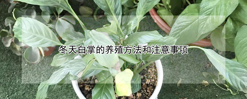 冬天白掌的养殖方法和注意事项 冬天白掌的养殖方法和注意事项视频