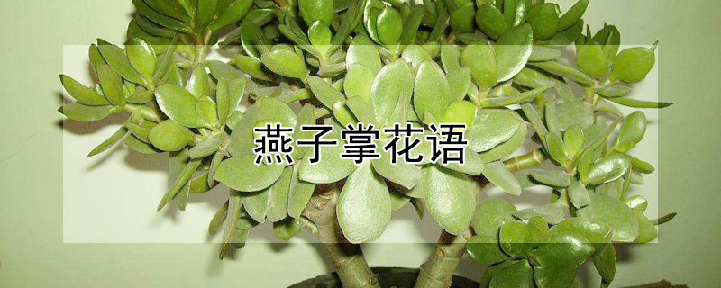 燕子掌花语（燕子掌花语和寓意）
