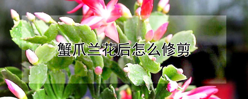 蟹爪兰花后怎么修剪（蟹爪兰花后怎么修剪图解）
