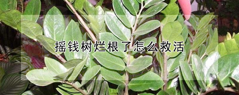 摇钱树烂根了怎么救活 摇钱树根部腐烂怎么处理救治