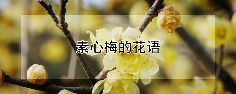 素心梅的花语（素心梅盆景造型）