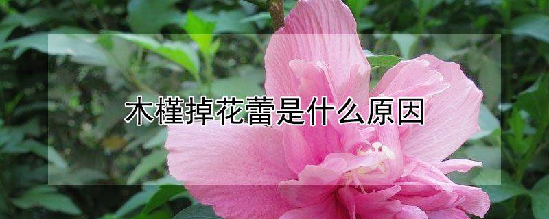木槿掉花蕾是什么原因 木槿掉花苞是怎么回事