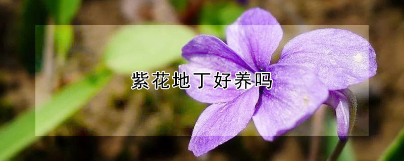 紫花地丁好养吗（紫花地丁怎么养）