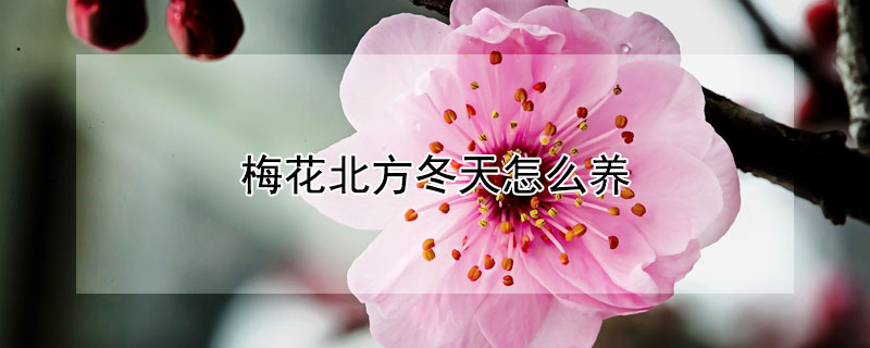 梅花北方冬天怎么养（梅花北方冬天怎么养殖）