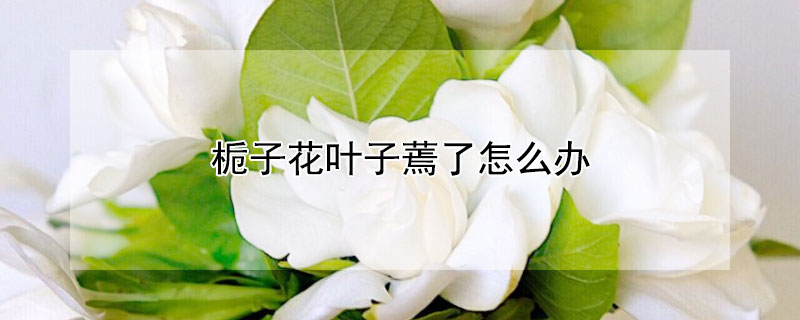 栀子花叶子蔫了怎么办 栀子花叶子蔫了怎么办小妙招