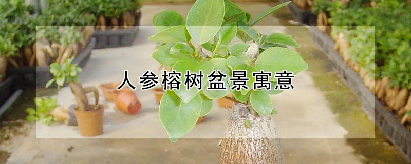 人参榕树盆景寓意 人参榕的风水禁忌